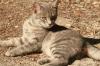 <img100*0:stuff/z/73640/cats%2520reference.3/i1262508329_13.jpg>