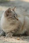 <img100*0:stuff/z/73640/cats%2520reference.3/i1262508329_14.jpg>