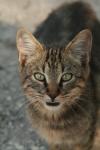 <img100*0:stuff/z/73640/cats%2520reference.3/i1262508329_15.jpg>