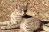 <img100*0:stuff/z/73640/cats%2520reference.3/i1262508329_16.jpg>