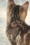 <img100*0:stuff/z/73640/cats%2520reference.3/i1262508329_17.jpg>