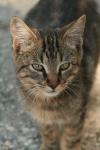 <img100*0:stuff/z/73640/cats%2520reference.3/i1262508329_18.jpg>