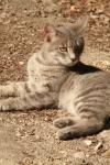 <img100*0:stuff/z/73640/cats%2520reference.3/i1262508329_19.jpg>