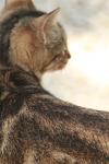 <img100*0:stuff/z/73640/cats%2520reference.3/i1262508329_20.jpg>