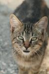<img100*0:stuff/z/73640/cats%2520reference.3/i1262508329_21.jpg>