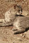 <img100*0:stuff/z/73640/cats%2520reference.3/i1262508329_22.jpg>