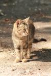 <img100*0:stuff/z/73640/cats%2520reference.3/i1262539397_1.jpg>