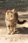 <img100*0:stuff/z/73640/cats%2520reference.3/i1262539397_2.jpg>