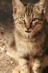 <img100*0:stuff/z/73640/cats%2520reference.3/i1262539397_3.jpg>