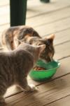 <img100*0:stuff/z/73640/cats%2520reference.3/i1262539398_10.jpg>