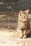 <img100*0:stuff/z/73640/cats%2520reference.3/i1262539398_11.jpg>