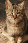 <img100*0:stuff/z/73640/cats%2520reference.3/i1262539398_12.jpg>