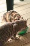 <img100*0:stuff/z/73640/cats%2520reference.3/i1262539398_13.jpg>