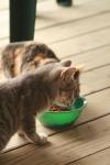 <img100*0:stuff/z/73640/cats%2520reference.3/i1262539398_4.jpg>