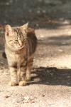 <img100*0:stuff/z/73640/cats%2520reference.3/i1262539398_5.jpg>