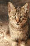 <img100*0:stuff/z/73640/cats%2520reference.3/i1262539398_6.jpg>