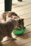 <img100*0:stuff/z/73640/cats%2520reference.3/i1262539398_7.jpg>