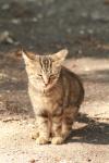<img100*0:stuff/z/73640/cats%2520reference.3/i1262539398_8.jpg>