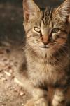 <img100*0:stuff/z/73640/cats%2520reference.3/i1262539398_9.jpg>