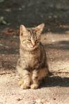 <img100*0:stuff/z/73640/cats%2520reference.3/i1262539399_14.jpg>