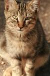 <img100*0:stuff/z/73640/cats%2520reference.3/i1262539399_15.jpg>