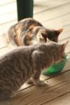 <img100*0:stuff/z/73640/cats%2520reference.3/i1262539399_16.jpg>