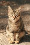 <img100*0:stuff/z/73640/cats%2520reference.3/i1262539399_17.jpg>