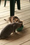 <img100*0:stuff/z/73640/cats%2520reference.3/i1262539399_18.jpg>
