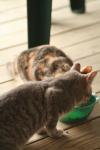 <img100*0:stuff/z/73640/cats%2520reference.3/i1262539399_19.jpg>