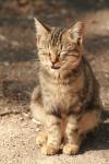 <img100*0:stuff/z/73640/cats%2520reference.3/i1262539399_20.jpg>