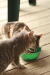 <img100*0:stuff/z/73640/cats%2520reference.3/i1262539399_21.jpg>