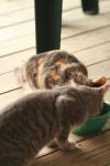 <img100*0:stuff/z/73640/cats%2520reference.3/i1262539399_22.jpg>
