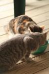 <img100*0:stuff/z/73640/cats%2520reference.3/i1262544998_1.jpg>