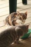 <img100*0:stuff/z/73640/cats%2520reference.3/i1262544999_10.jpg>