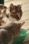 <img100*0:stuff/z/73640/cats%2520reference.3/i1262544999_11.jpg>