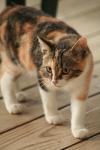 <img100*0:stuff/z/73640/cats%2520reference.3/i1262544999_12.jpg>