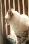 <img100*0:stuff/z/73640/cats%2520reference.3/i1262544999_13.jpg>