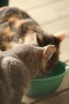 <img100*0:stuff/z/73640/cats%2520reference.3/i1262544999_14.jpg>