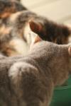 <img100*0:stuff/z/73640/cats%2520reference.3/i1262544999_15.jpg>
