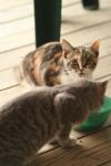 <img100*0:stuff/z/73640/cats%2520reference.3/i1262544999_2.jpg>