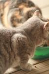 <img100*0:stuff/z/73640/cats%2520reference.3/i1262544999_3.jpg>