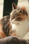 <img100*0:stuff/z/73640/cats%2520reference.3/i1262544999_4.jpg>