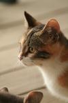<img100*0:stuff/z/73640/cats%2520reference.3/i1262544999_5.jpg>