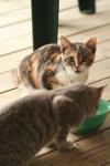 <img100*0:stuff/z/73640/cats%2520reference.3/i1262544999_6.jpg>
