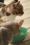 <img100*0:stuff/z/73640/cats%2520reference.3/i1262544999_7.jpg>