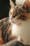 <img100*0:stuff/z/73640/cats%2520reference.3/i1262544999_8.jpg>