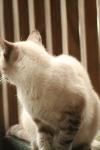 <img100*0:stuff/z/73640/cats%2520reference.3/i1262544999_9.jpg>
