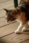 <img100*0:stuff/z/73640/cats%2520reference.3/i1262545000_16.jpg>