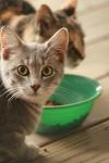 <img100*0:stuff/z/73640/cats%2520reference.3/i1262545000_17.jpg>