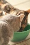 <img100*0:stuff/z/73640/cats%2520reference.3/i1262545000_18.jpg>